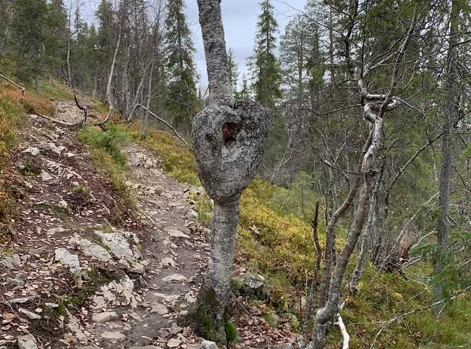 Center, Cozy And Convenient With Sauna * 列维